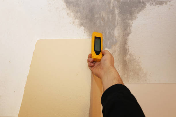 Best Black Mold Removal  in Reading, OH