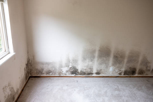 Best Real Estate Mold Inspection  in Reading, OH